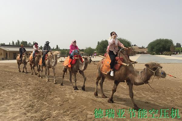 德瑞亞敦煌沙漠騎駱駝拓展 德瑞亞敦煌沙漠騎駱駝拓展